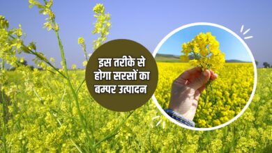 सरसों की पहली सिंचाई के दौरान यूरिया, जिंक और सल्फर की सही मात्रा और विधि