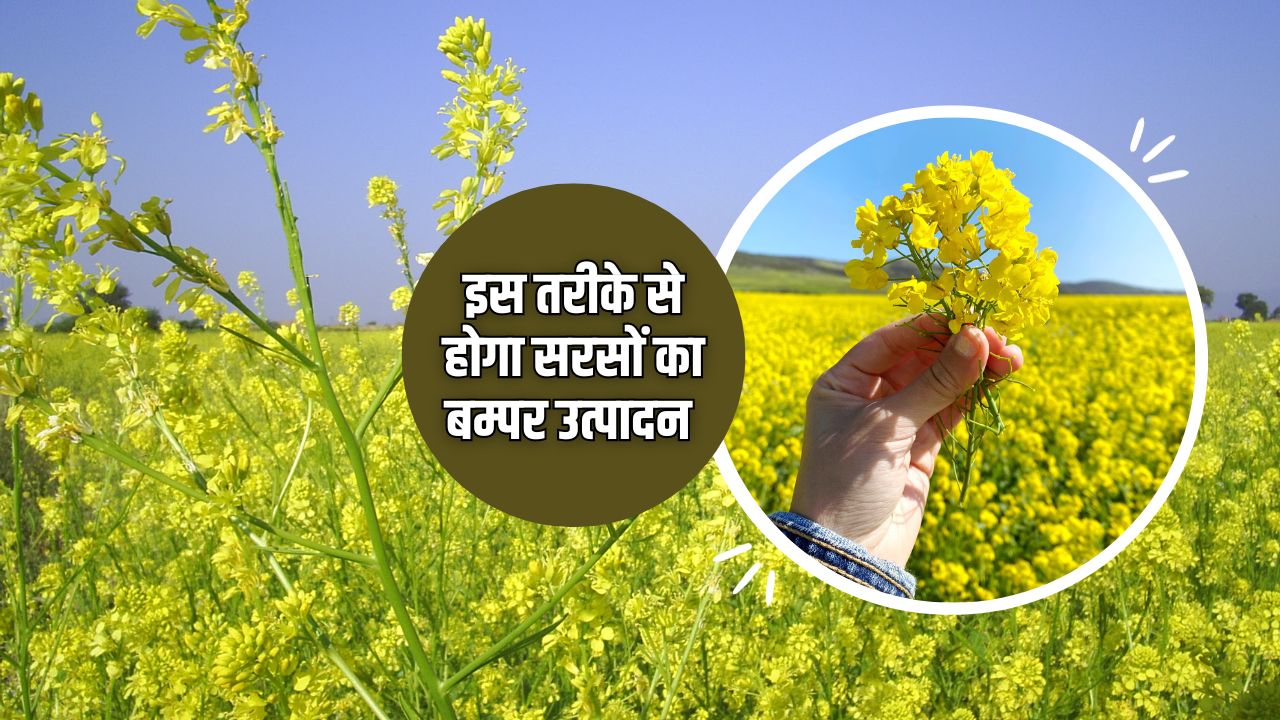 सरसों की पहली सिंचाई के दौरान यूरिया, जिंक और सल्फर की सही मात्रा और विधि