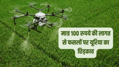 नई सरकारी योजना: 100 रुपये में फसलों पर यूरिया का छिड़काव