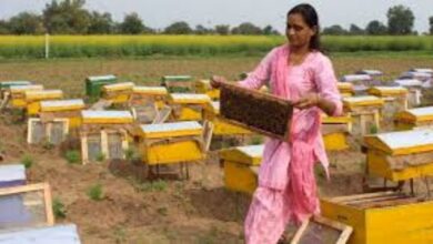 मधुमक्खी पालन