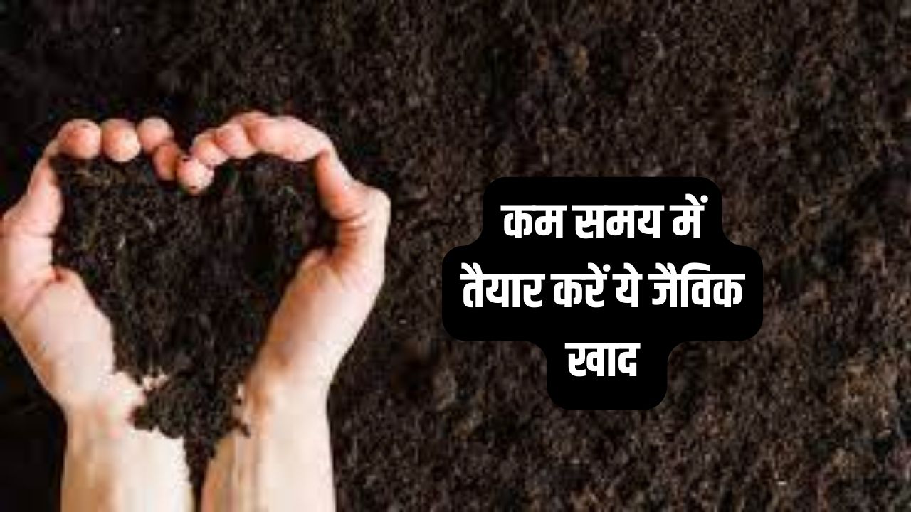 organic fertilizer