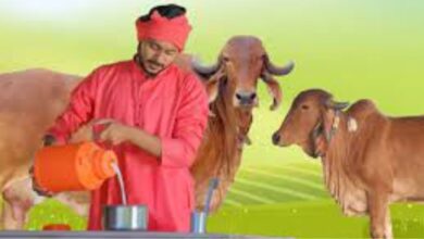 गाय और भैंसों के दूध को सर्दियों में बढ़ाने के लिए अपनाएं ये सरल उपाय