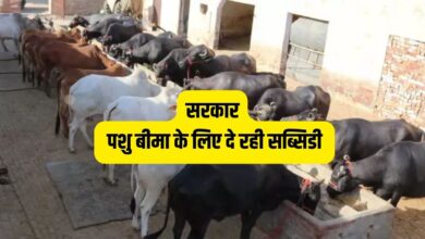 पशु बीमा के लिए पर्याप्त सब्सिडी
