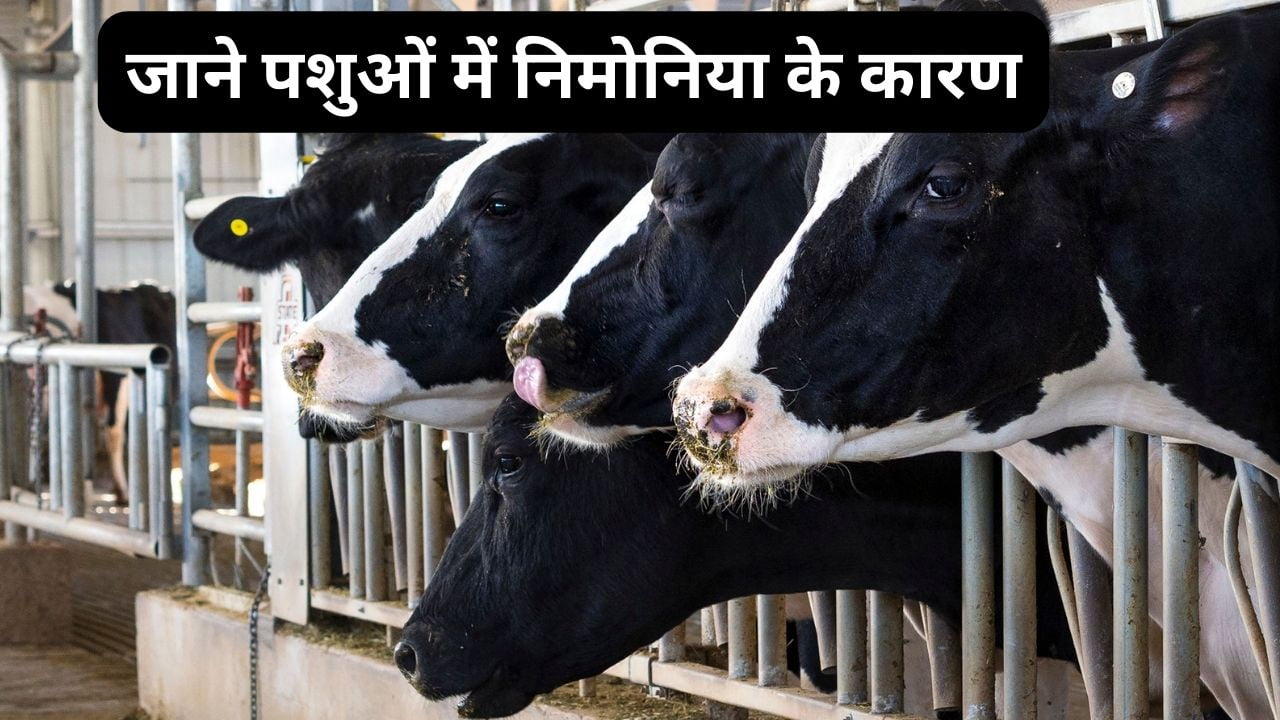 पशुओं में निमोनिया के कारण