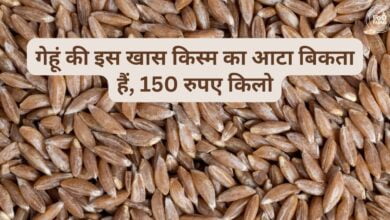 खपली गेहूं