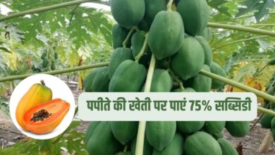 पपीते की खेती
