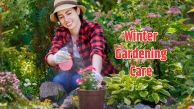 फलते-फूलते पौधों के लिए सर्दियों में पौधे में डाले ये उर्वरक