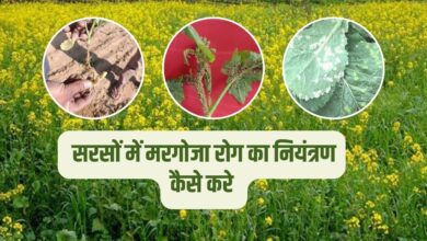 सरसों में मरगोजा रोग