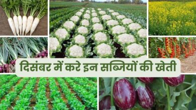 दिसंबर में करे इन सब्जियों की खेती