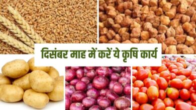 बेहतर उपज और अधिक लाभ के लिए दिसंबर माह में करें ये कृषि कार्य
