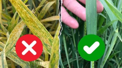 जानिए गेहूं की फसल में पीलापन होने के प्रमुख कारण और बचाव के तरीके