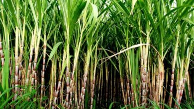 गन्ना किसान