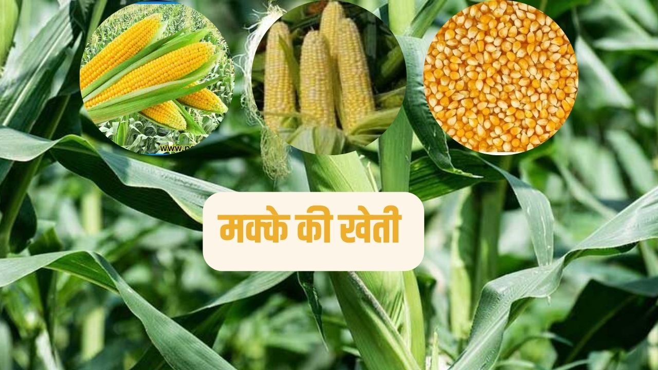 Corn Farming