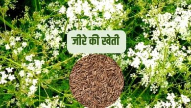 जीरे की खेती