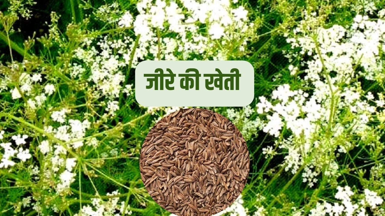 जीरे की खेती