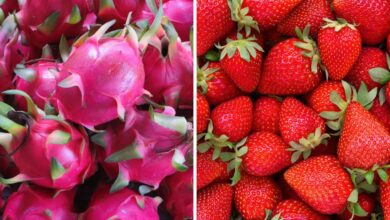 ड्रैगन फ्रूट और स्ट्रॉबेरी की खेती के लिए अनुदान