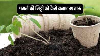गमले की मिट्टी को कैसे बनाएं उपजाऊ