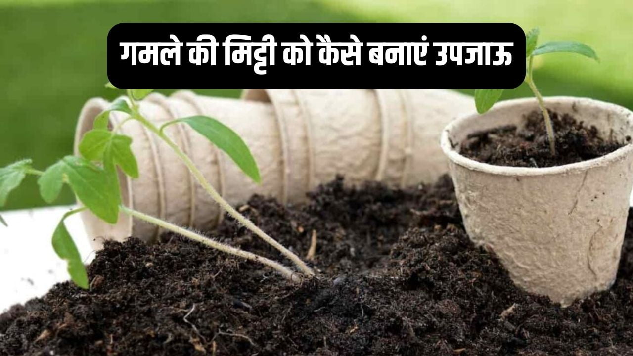 गमले की मिट्टी को कैसे बनाएं उपजाऊ