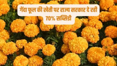 गेंदा फूल की खेती पर 70% सब्सिडी