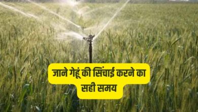 गेहूं की सिंचाई करने का सही समय