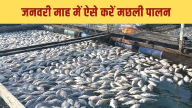 जनवरी माह में ऐसे करें मछली पालन