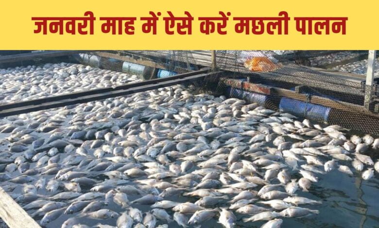 जनवरी माह में ऐसे करें मछली पालन