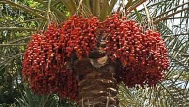 खजूर की खेती