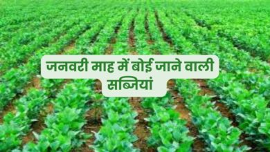 Crops in January: जनवरी में करें इन फसलों की खेती, होगा तगड़ी कमाई