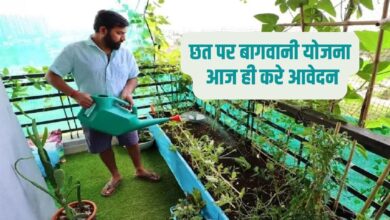 Rooftop Gardening Yojna छत पर बागवानी योजना