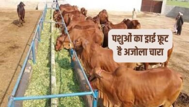 अजोला चारा की खेती