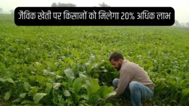 जैविक खेती पर किसानों को मिलेगा 20% अधिक लाभ