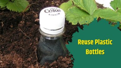 बेकार पड़ी प्लास्टिक की बोतलों का उपयोग करके अपना बगीचा तैयार करें