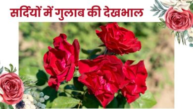 ठंड के मौसम में गुलाब को बीमारियों से कैसे बचाएं