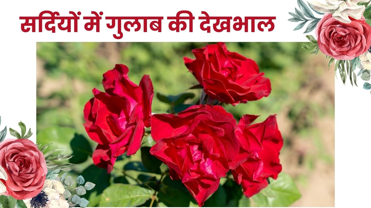 ठंड के मौसम में गुलाब को बीमारियों से कैसे बचाएं