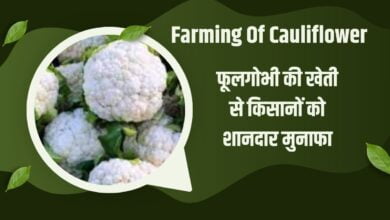 फूलगोभी की खेती Farming Of Cauliflower