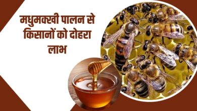 मधुमक्खी पालन से किसानों को होगा डबल फायदा