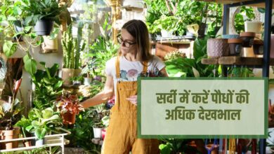 सर्दी में करें पौधों की अधिक देखभाल
