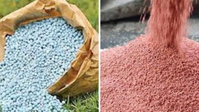 नाइट्रोजन और फास्फोरस खाद