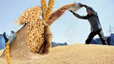 MSP पर गेहूं खरीदी के लिए पंजीकरण शुरू