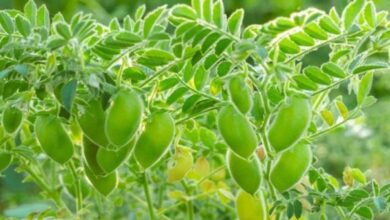 चने की खेती