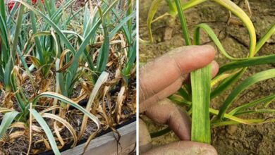 यदि लहसुन -प्याज की पत्तियां पड़ गई हैं पीली, तो आज ही करें ये उपाय