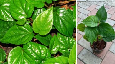 घर के गमले में भी उगा सकते हैं पान का पत्ता