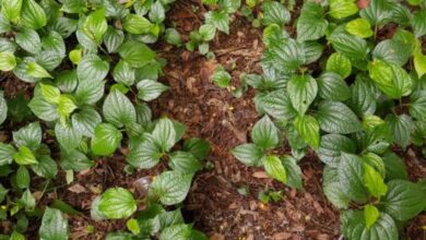 पान की खेती paan ki kheti