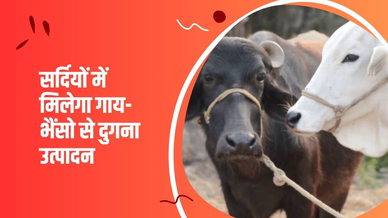 सर्दियों के मौसम में गायों और भैंसों की देखभाल