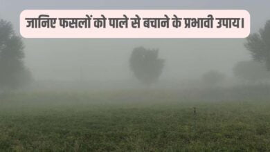 फसलों को पाले से बचाना