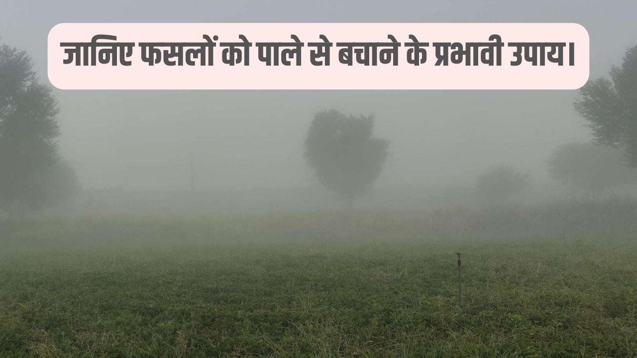 फसलों को पाले से बचाना