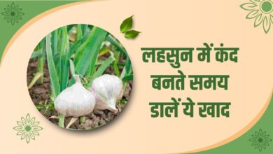 लहसुन में कंद बनते समय डालें ये खाद