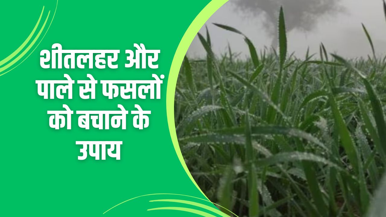 शीतलहर और पाले से फसलों को बचाने के उपाय