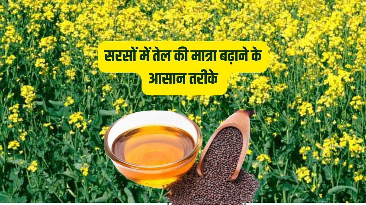 सरसों की फसल में तेल की मात्रा कैसे बढ़ाएं