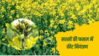 किसान सरसों की फसल में ऐसे करें कीटों का नियंत्रण